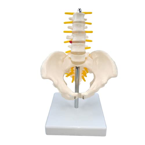 LSOAARRT Lendenwirbelsäule Modell Humans Skelett Modell mit Wirbelsäule (D) von LSOAARRT