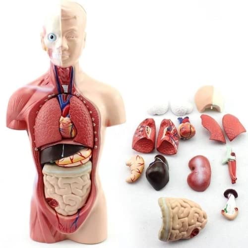 LSOAARRT Menschliches Torso-Körper-Anatomie-Modell mit 15 abnehmbaren Teilen - Herz-Viszeral-Gehirn-Skelett Medizinische Schule Krankenpflege-Bildungslieferant 11 Zoll,28cm von LSOAARRT