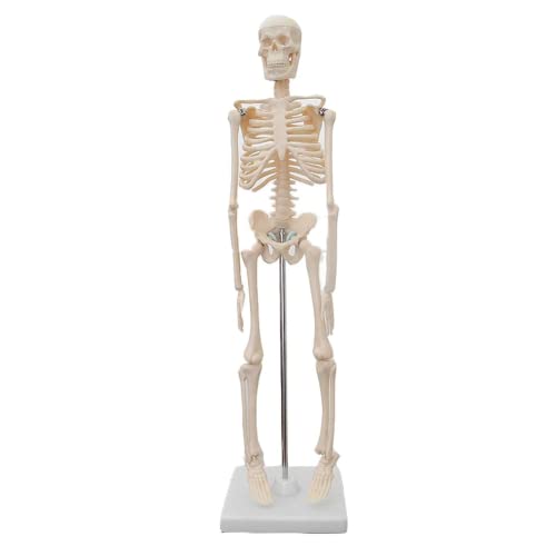 LSOAARRT Mini-Skelett-Modell, menschlicher Körper, perfekt für Anatomie-Kurse, realistisch und flexibel, 45 cm hoch von LSOAARRT