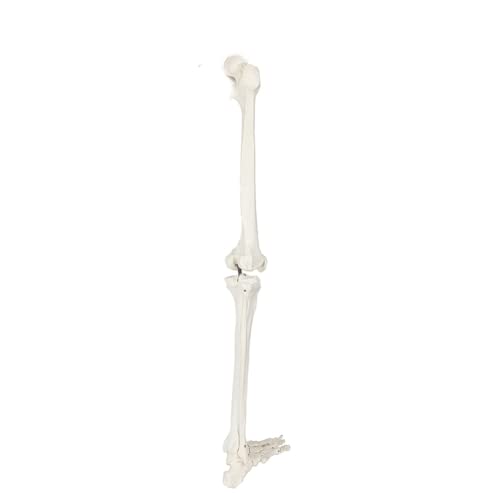 LSOAARRT Skelett-Modell für menschliche Beine, 91,4 cm, anatomisches Modell mit allen Beinknochen, abnehmbarem Hüftgelenk und voll beweglichem Fuß, menschliches Bein-Skelett-Modell von LSOAARRT