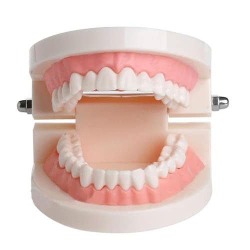 LSOAARRT Standard-Zahnmodell, Erwachsene Kinder Bit-Modell für Erwachsene Standard-Typodont-Demonstrations-Zahnmodell Zahnlehre Studien Praxiszähne von LSOAARRT