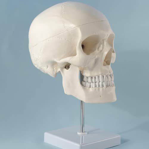 LSOAARRT Totenkopf auf Stativ 4-teilig menschlicher Schädel Modell von LSOAARRT