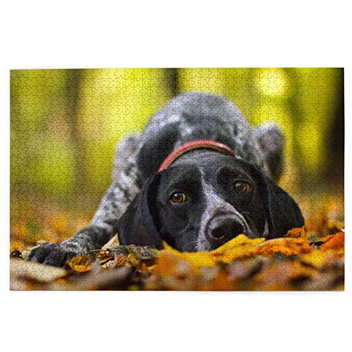 Puzzles 1000 Teile Deutsch Kurzhaariger Vorstehhund Herbst Haustiere Hunde Puzzlespielzeug Familienspiel Wanddekoration für Erwachsene Teenager 50x70CM von LUAJZF