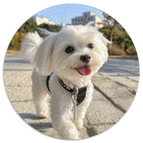 West Highland White Terrier, 1000 Teile, Kreispuzzle, Tiere, kreatives Puzzle, Erwachsene und Kinder, schwierig, Fast unmöglich, 1000 Teile (67,5 x 67,5 cm) von LUSDNUREN