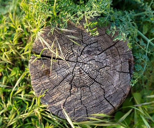 10000-Teiliges Holzpuzzle, Baum Im Gras, Erwachsene von LXYUTY