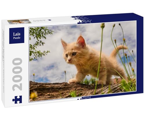 Lais Puzzle Niedliches Maine Coon Kätzchen zum ersten Mal draußen 2000 Teile Lais Puzzle Niedliches Maine Coon Kätzchen zum ersten Mal draußen 2000 Teile von Lais Puzzle