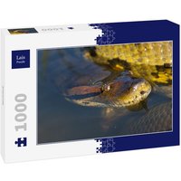 Lais Puzzle Anaconda 1000 Teile Lais Puzzle Anaconda 1000 Teile von Lais Systeme