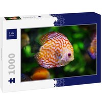 Lais Puzzle Diskusfisch 1000 Teile Lais Puzzle Diskusfisch 1000 Teile von Lais Systeme