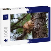 Lais Puzzle Eichhörnchen 1000 Teile von Lais Systeme
