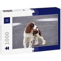 Lais Puzzle English Springer Spaniel 1000 Teile Lais Puzzle English Springer Spaniel 1000 Teile von Lais Systeme