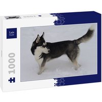 Lais Puzzle Husky 1000 Teile von Lais Systeme