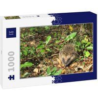 Lais Puzzle Igel 1000 Teile Lais Puzzle Igel 1000 Teile von Lais Systeme