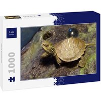 Lais Puzzle Kleine Schildkröte 1000 Teile Lais Puzzle Kleine Schildkröte 1000 Teile von Lais Systeme