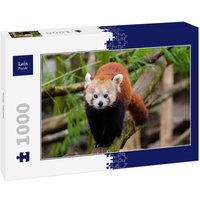 Lais Puzzle Roter Panda 1000 Teile von Lais Systeme