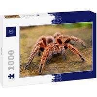 Lais Puzzle Spinne 1000 Teile von Lais Systeme