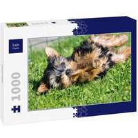 Lais Puzzle kleiner Hund 1000 Teile von Lais Systeme
