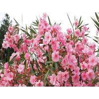 Oleander - 2.000 Teile (Puzzle) von Lais Systeme