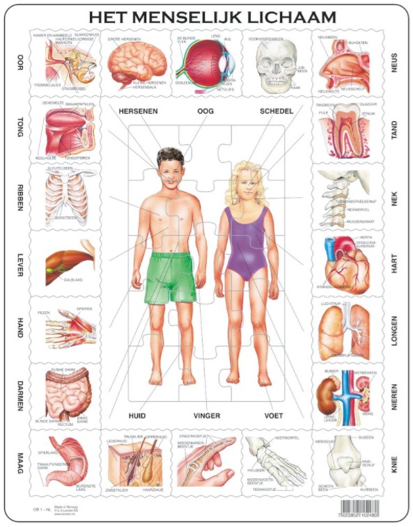 Larsen Rahmenpuzzle - FrozenHet Menselijk Lichaam (Holländisch) 35 Teile Puzzle Larsen-OB1-NL von Larsen