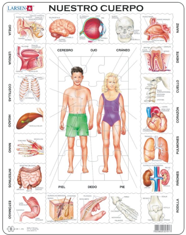 Larsen Rahmenpuzzle - Nuestro Cuerpo (auf Spanisch) 35 Teile Puzzle Larsen-OB1-ES von Larsen