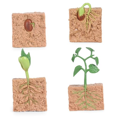 4 PCs Pflanzenwachstumszyklus, Lebenszyklus -Lern- und Bildungsspielzeug, Montessori -Spielzeug, Geschenk für Mädchen und Junge für 3 4 5 6 7 Jahre alt 4 PCs Pflanzenwachstumszyklus, Lebenszyklus -Lern- und Bildungsspielzeug, Montessori -Spielzeug, Geschenk für Mädchen und Junge für 3 4 5 6 7 Jahre alt von Lawnrden