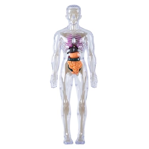 Menschliche Anatomie und Physiologie, menschliches Körpermodell für Kinder abnehmbare visualisierte 3D-Anatomie-Modell Aufklärungswissenschaft Spielzeug kultivieren die Neugierde praktische Fähigkeit von Lawnrden