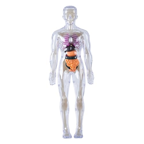 Menschliches Körpermodell für Kinder abnehmbare visualisierte 3D-Anatomie-Modell Aufklärungswissenschaft Spielzeug kultivieren Erforschen Neugierde praktische Fähigkeiten, leuchtende Spielzeug für Wi von Lawnrden