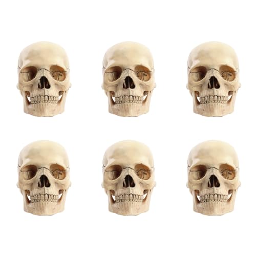 Lbvzxkad 6 x 1:2 zerlegter Totenkopf, anatomisches Modell, Anatomie, Skelett, Schädelmodell, abnehmbares Lehrzubehör, Werkzeug Lbvzxkad 6 x 1:2 zerlegter Totenkopf, anatomisches Modell, Anatomie, Skelett, Schädelmodell, abnehmbares Lehrzubehör, Werkzeug von Lbvzxkad