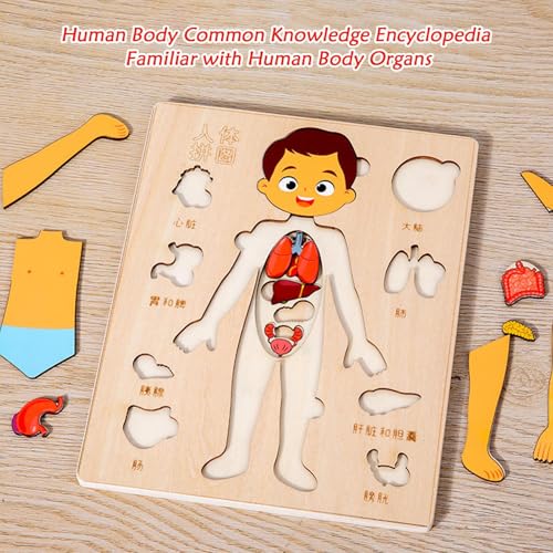 Menschlicher Körper für | Lernpuzzles aus Holz auf menschlicher Anatomie | Frühes Lernspielzeug für Schüler, Kleinkind, Reisen, Krankenhaus, Jugendliche, und Mädchen Menschlicher Körper für | Lernpuzzles aus Holz auf menschlicher Anatomie | Frühes Lernspielzeug für Schüler, Kleinkind, Reisen, Krankenhaus, Jugendliche, und Mädchen von LearnLyrics