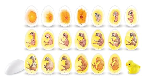 Learning Resources Entdeckerset „Chick Life Cycle“ von Learning Resources