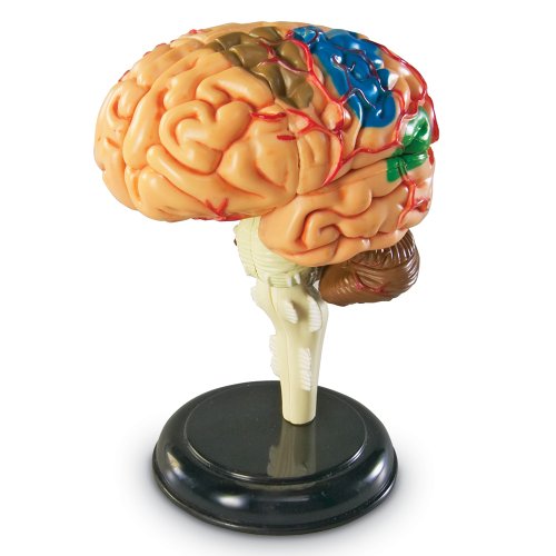 Learning Resources Anatomiemodell des menschlichen Gehirns von Learning Resources