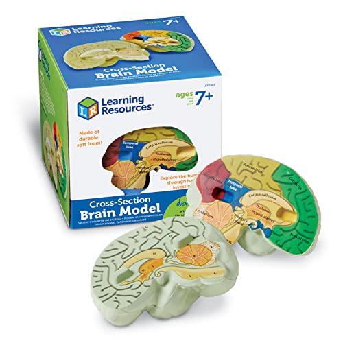 Learning Resources Schaumstoffmodell Gehirn in Querschnittansicht von Learning Resources