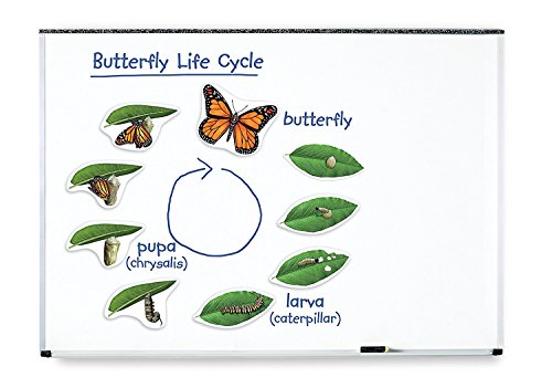 Learning Resources Riesiger magnetischer Lebenszyklus eines Schmetterlings von Learning Resources