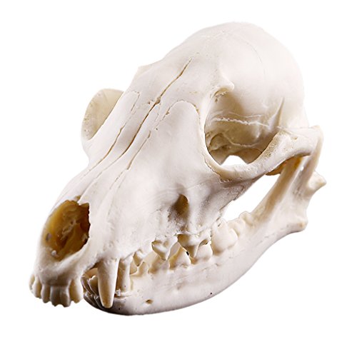 Fake Realistic Skull Resin Replik Lehrkopf Skelett Modell Aquarium 1 von Leeadwaey