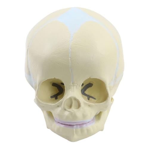 Lerpwige Menschliches Schädelmodell Zum Nachweis Von Medizinischem Schädelmodell Anatomieschädelmodell Menschlicher Anatomischer Schädel Explodiertes Schädelmodell von Lerpwige