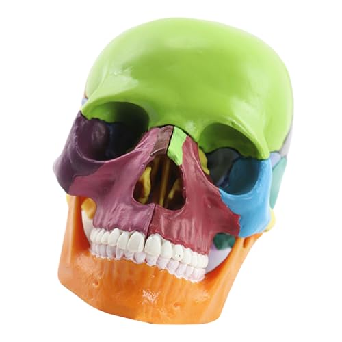 Lerpwige Menschliches Schädelmodell Zum Nachweis Von Medizinischem Schädelmodell Anatomieschädelmodell Menschlicher Anatomischer Schädel Explodiertes Schädelmodell von Lerpwige