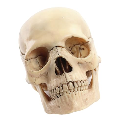 Lerpwige Menschliches Schädelmodell Zum Nachweis Von Medizinischem Schädelmodell Anatomieschädelmodell Menschlicher Anatomischer Schädel Explodiertes Schädelmodell von Lerpwige