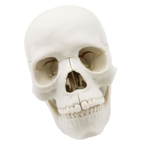 Lerpwige Menschliches Schädelmodell Zum Nachweis Von Medizinischem Schädelmodell Anatomieschädelmodell Menschlicher Anatomischer Schädel Explodiertes Schädelmodell von Lerpwige