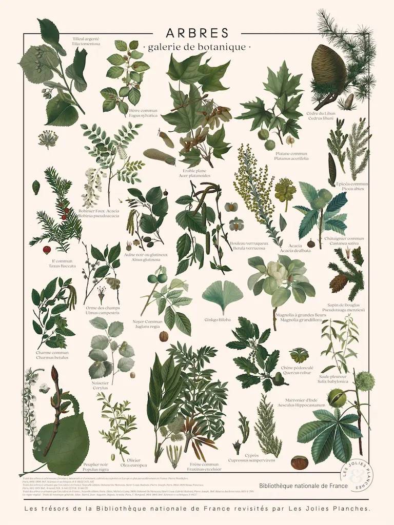 Les Jolies Planches Puzzle Bäume 1000 Teile Puzzle Jolies-Planches-00111 Les Jolies Planches Puzzle Bäume 1000 Teile Puzzle Jolies-Planches-00111 von Les Jolies Planches