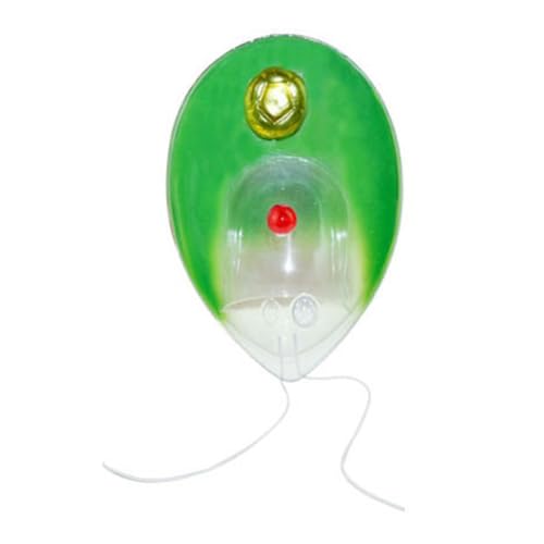Chlamydomonas Modell Biologie Wissenschaft Modell Pflanze Anatomisches Modell Einzelzellmodell Biologie Lehrhilfe für Schüler von LfrXtra