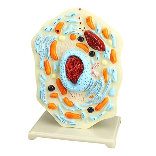Tierzellmodell, Anatomie, endoplasmatisches Retikulum, Biologie, Wissenschaftsmodelle, Lehrhilfe, Biologiewerkzeug, tragbare Anatomie zum Ausstellen Tierzellmodell, Anatomie, endoplasmatisches Retikulum, Biologie, Wissenschaftsmodelle, Lehrhilfe, Biologiewerkzeug, tragbare Anatomie zum Ausstellen von LfrXtra