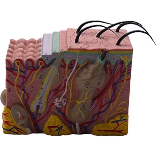 Anatomisches Hautmodell, vergrößerte Hautschichtstruktur, Anatomiemodell mit Haaren für Wissenschaft, Klassenzimmer, Unterricht (35X) von LiTaiJingNice