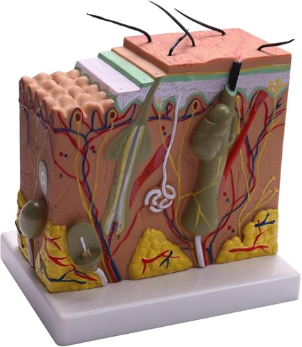 Anatomisches Hautmodell, vergrößerte Hautschichtstruktur, Anatomiemodell mit Haaren für Wissenschaft, Klassenzimmer, Unterricht (50X) von LiTaiJingNice