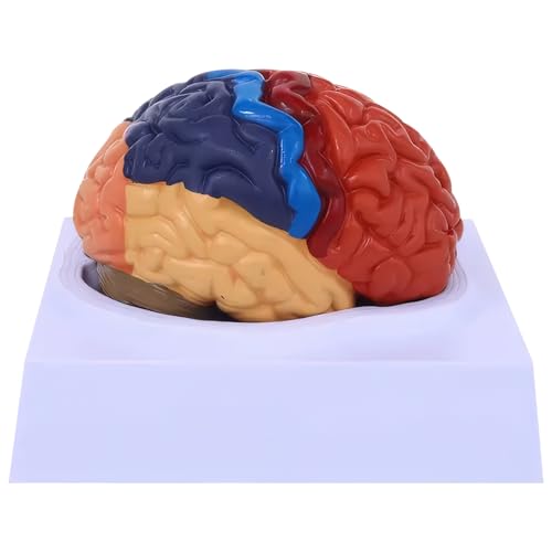 Gehirnmodell, lebensgroßes menschliches Gehirnmodell, farbencodierte Anatomie, 2 Teile für Neurowissenschaften, Studie des naturwissenschaftlichen Unterrichts für Neurowissenschaften abnehmbar Gehirnmodell, lebensgroßes menschliches Gehirnmodell, farbencodierte Anatomie, 2 Teile für Neurowissenschaften, Studie des naturwissenschaftlichen Unterrichts für Neurowissenschaften abnehmbar von Ligeinsrk
