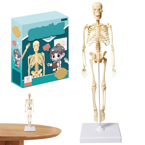 Kleines menschliches Skelettmodell 13, 78 Zoll großes Kunststoff menschliches Körpermodell für Kinder Realistisches anatomisches Skelettspielzeug mit Basis für Anatomische Unterrichtsspielzeuge im Kla von Ligeinsrk