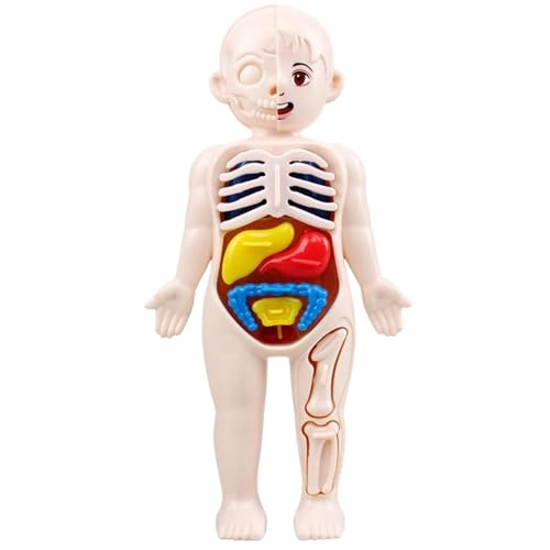 Menschliches Körpermodell für Kinder 7x4 Anatomie Model Organe Abnehmbarer menschlicher Körper Bauch kein Burrs Wissenschaftsspielzeug Bildungsanatomie für Kinder über 3 Jahre alt von Ligeinsrk