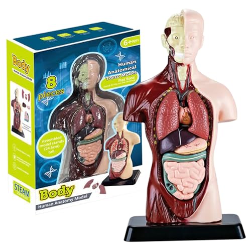 Menschliches Körpermodell für Kinder, 9, 6 Zoll realistisches menschliches Anatomiespielzeug mit 6 PCs abnehmbaren Organteilen, interaktives Körperspielzeugbildungsspielzeug für Kinder im Alter von + Menschliches Körpermodell für Kinder, 9, 6 Zoll realistisches menschliches Anatomiespielzeug mit 6 PCs abnehmbaren Organteilen, interaktives Körperspielzeugbildungsspielzeug für Kinder im Alter von + von Ligeinsrk