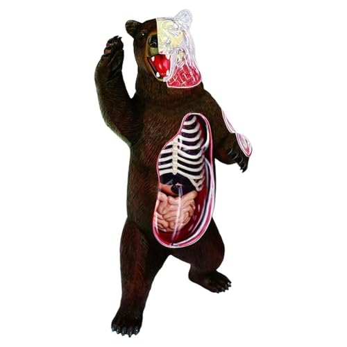Lnfxkvva 4D Vision Tierbär Anatomie Modell 36 Teile Abnehmbare Tier Biologie Organ Anatomisches Klassenzimmer Supplies Unterricht Lnfxkvva 4D Vision Tierbär Anatomie Modell 36 Teile Abnehmbare Tier Biologie Organ Anatomisches Klassenzimmer Supplies Unterricht von Lnfxkvva