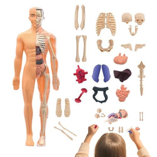 Lnhgh Anatomiemodell Für Kinder 3D, Modell des Menschlichen Körpers, Bausatz Spielzeug Für Mädchen Ab 6 Jahre Schüler Lehrer Schule Unterricht Zuhause Homeschooling Kunststudio Lnhgh Anatomiemodell Für Kinder 3D, Modell des Menschlichen Körpers, Bausatz Spielzeug Für Mädchen Ab 6 Jahre Schüler Lehrer Schule Unterricht Zuhause Homeschooling Kunststudio von Lnhgh