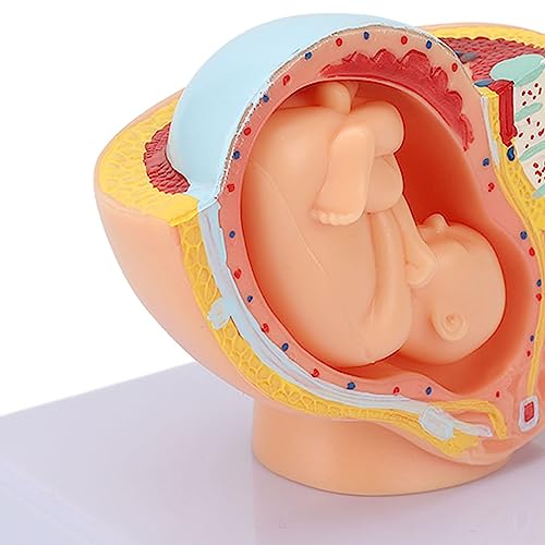 Anatomisches Beckenmodell für Frauen, fetale Schwangerschaft, Lehrhilfe, pädagogisches Werkzeug Anatomisches Beckenmodell für Frauen, fetale Schwangerschaft, Lehrhilfe, pädagogisches Werkzeug von Loboo Idea