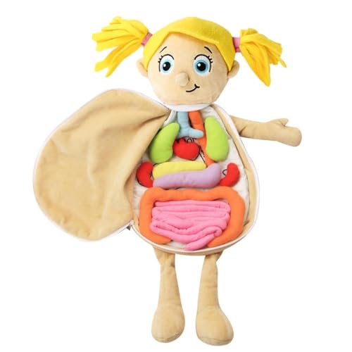 Anatomie Spielzeug des Menschlichen Körpers, 3D Menschliche Körper Organe Plüschpuppe, Organ Anatomie Puppe Lehrmittel Early Learning Organ Spielzeug, Montess-ori Plüschspielzeug für Kinder von Loimol